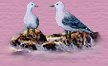 Seagulls